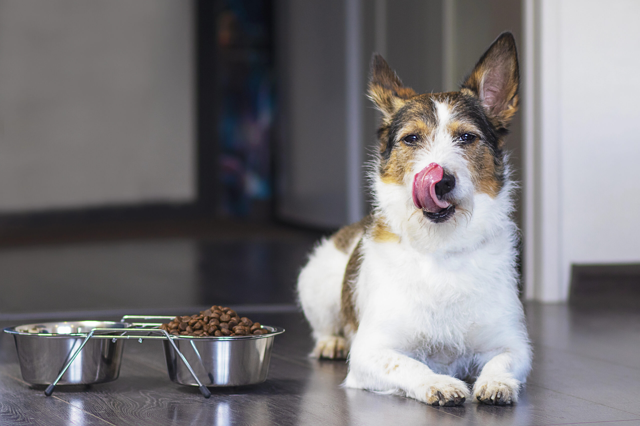 Kleine hond ligt naast een voerbak met hondenbrokken en likt zijn snuit na het eten.