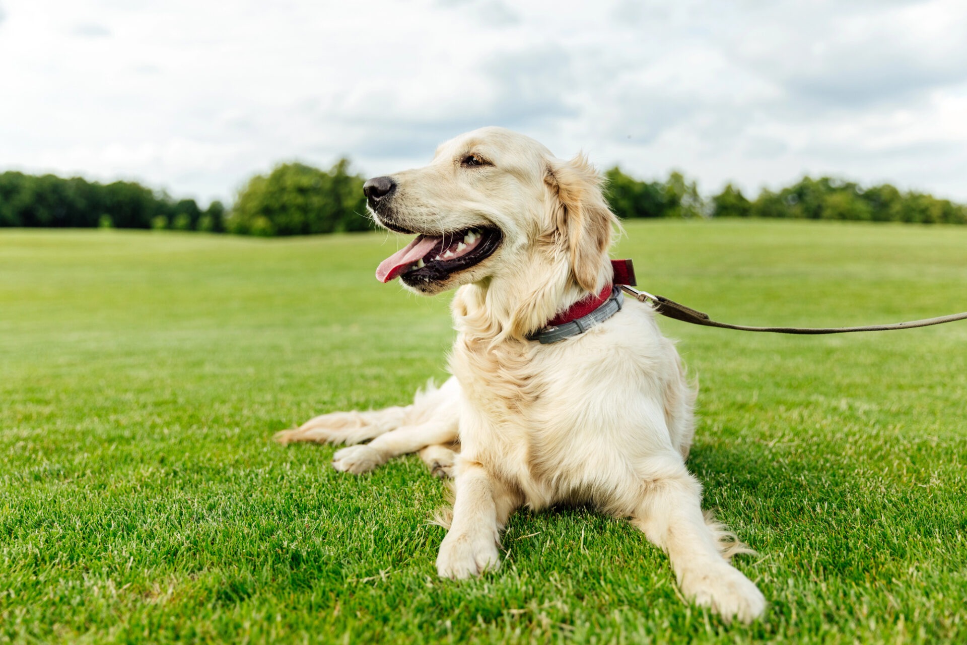 Een lachende Golden Retriever met een rode halsband en riem ligt ontspannen in het groene gras na een actieve boswandeling.