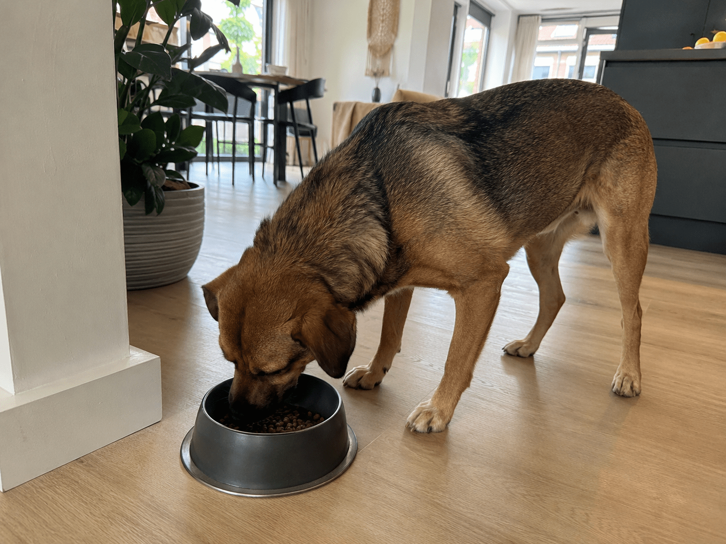 Middelgrote hond eet gezonde hondenbrokken met insecten als eiwitbron uit een voerbak op de vloer van een modern interieur.