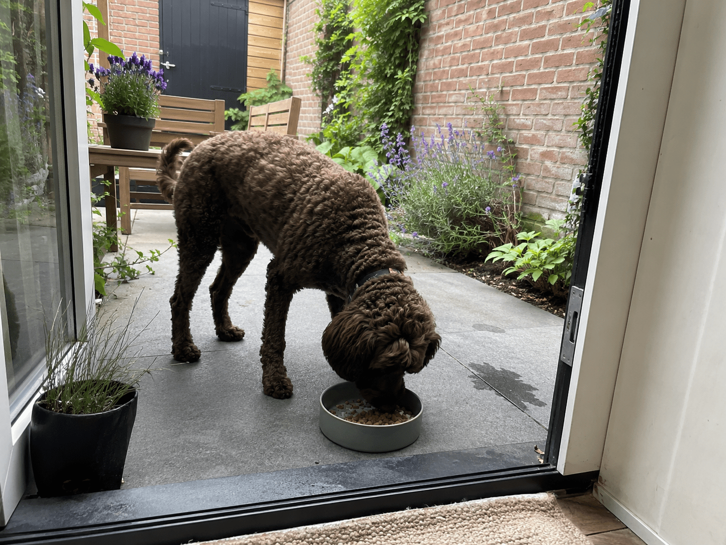 Bruine labradoodle eet hondenbrokken met insect als eiwitbron uit een voerbak in een tuin net buiten de deur.