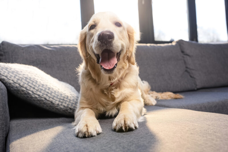 Een blije golden retriever ligt ontspannen op een grijze bank in het felle zonlicht, met zijn bek open in een glimlach.